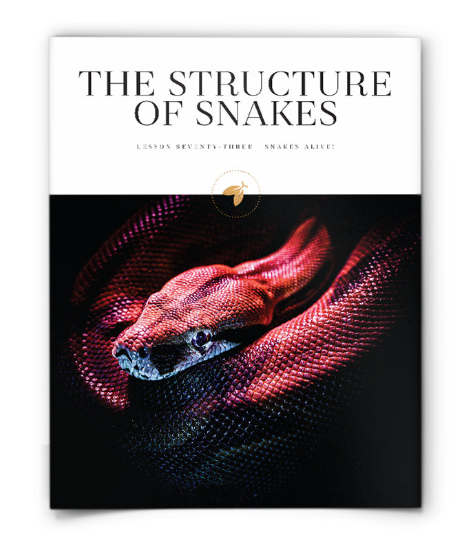 Firefly Nature School - The Structure of Snakes